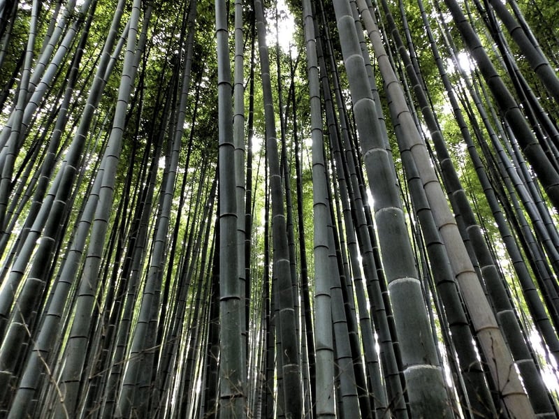 Bamboo Forests in Japan