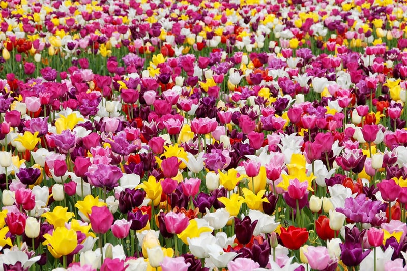 Tulip Fields in the Netherlands